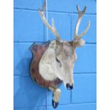 TAXIDERMY: BUCK DEER