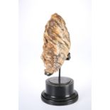 A WOOLLY MAMMOTH TOOTH, North Sea, on stand. 20.5cm by 23.5cm