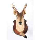 TAXIDERMY: BUCK DEER