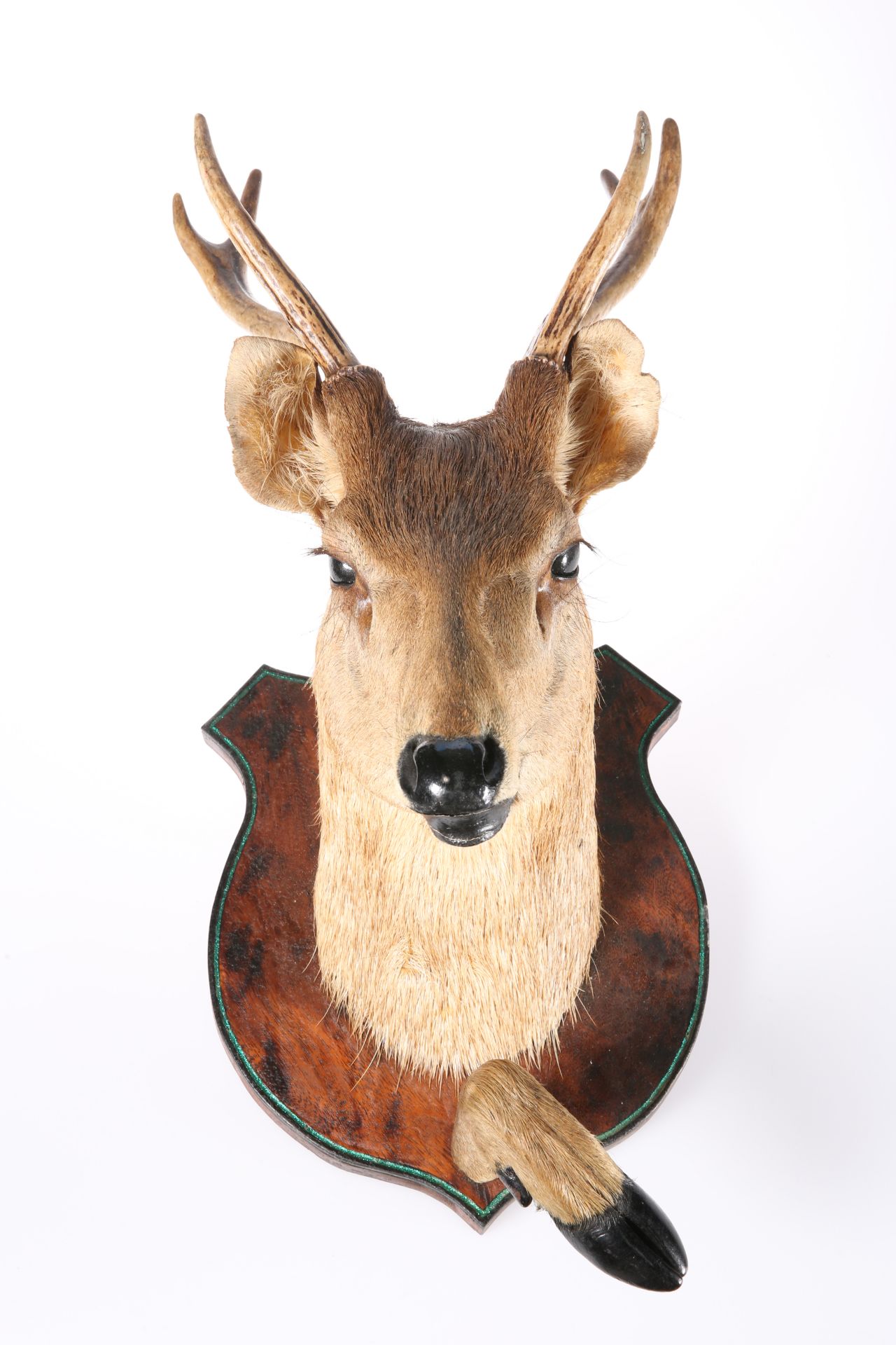 TAXIDERMY: BUCK DEER