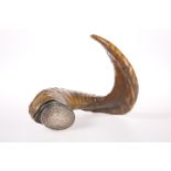 A VICTORIAN SILVER-MOUNTED SWALEDALE RAM'S HORN SNUFF MULL