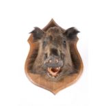 TAXIDERMY: EUROPEAN WILD BOAR