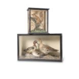 TAXIDERMY: TWO VICTORIAN CASES, DUCKS AND RED SQUIRREL