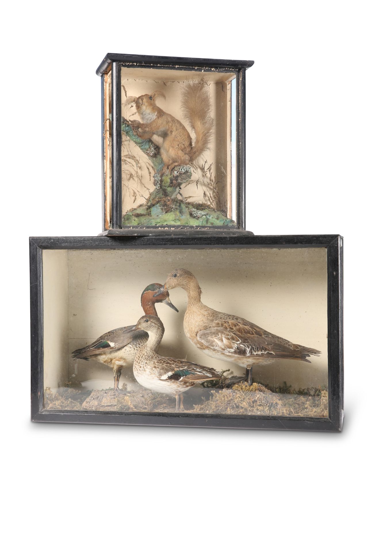 TAXIDERMY: TWO VICTORIAN CASES, DUCKS AND RED SQUIRREL