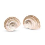 TWO CARVED NAUTILUS SHELLS, PROBABLY LATE 19TH CENTURY
