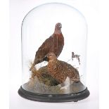 TAXIDERMY: TWO GROUSE