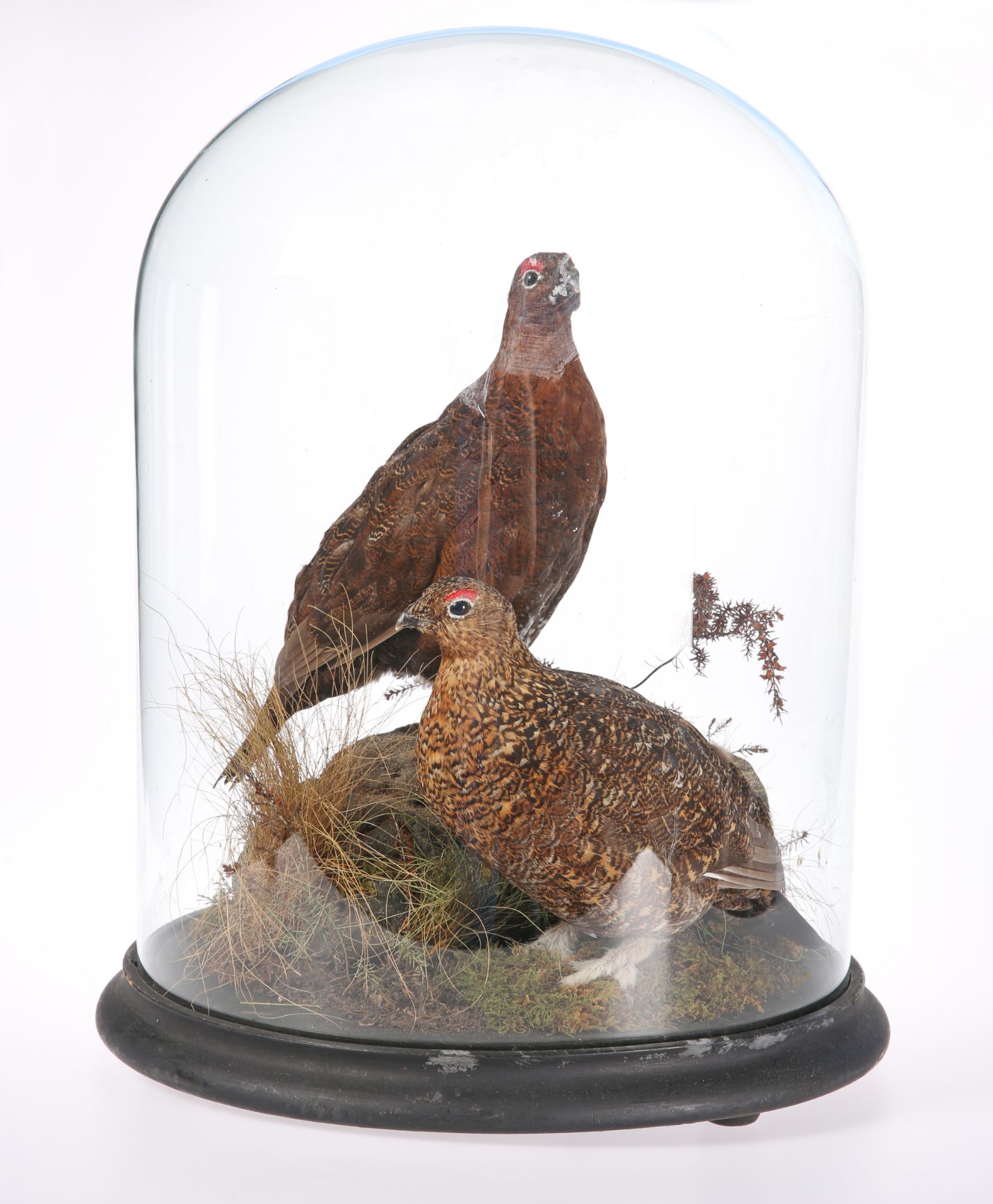 TAXIDERMY: TWO GROUSE