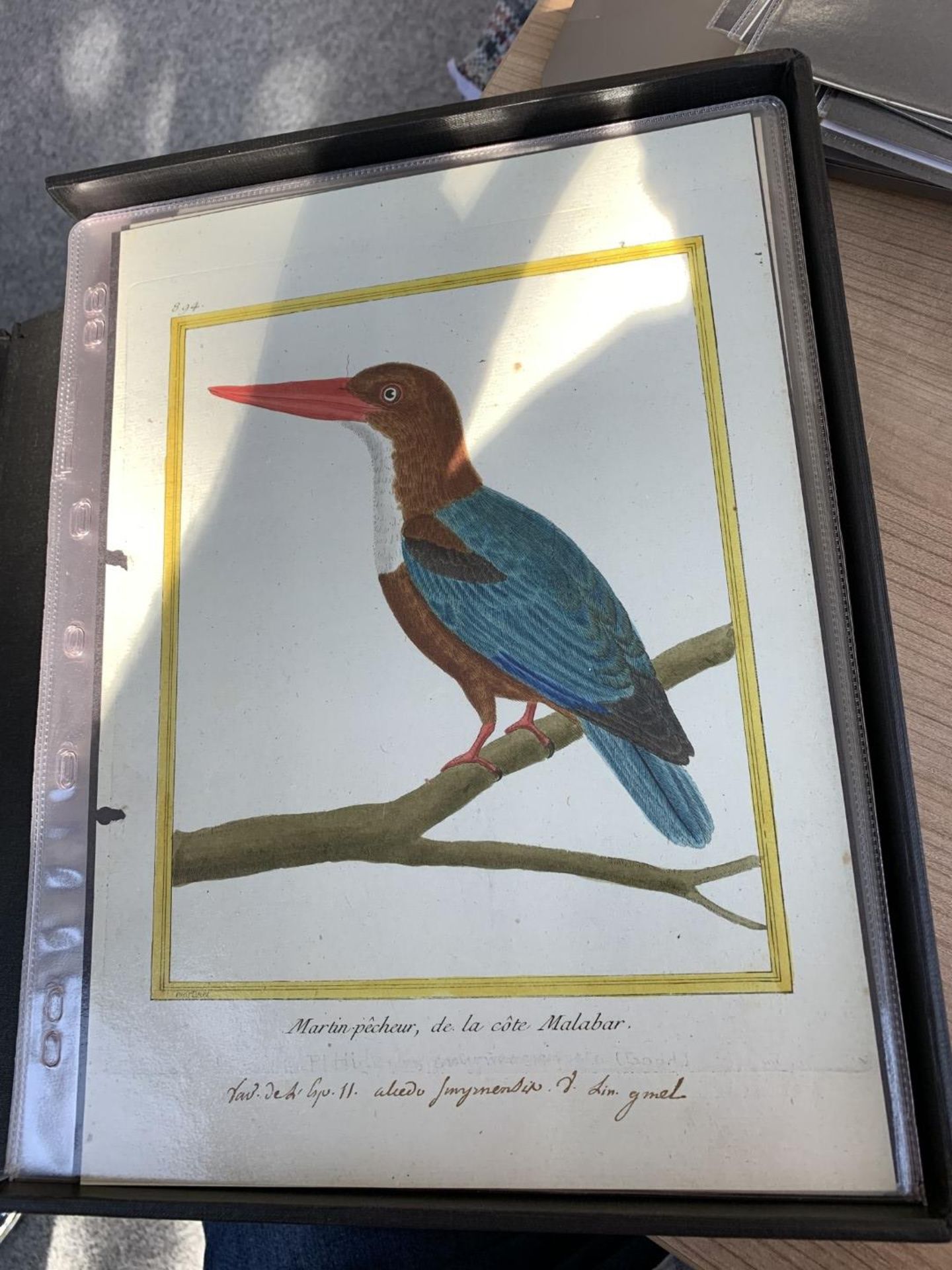 AFTER FRANCOIS-NICOLAS MARTINET (1731-1800), FRENCH BIRD STUDIES - Bild 15 aus 76