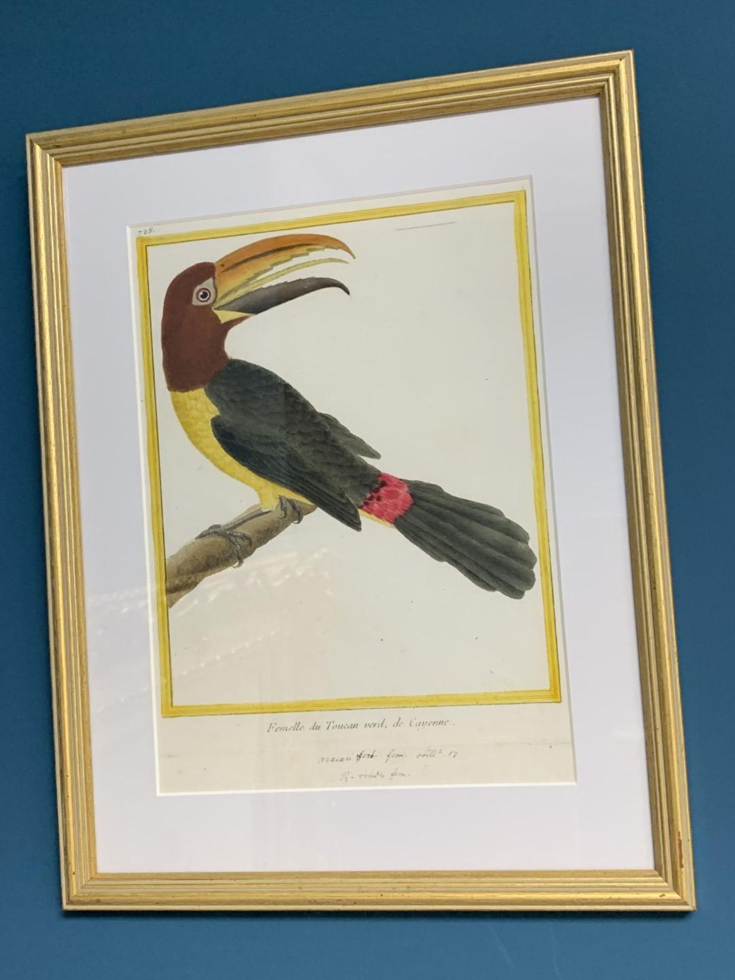 AFTER FRANCOIS-NICOLAS MARTINET (1731-1800), FRENCH BIRD STUDIES - Bild 76 aus 76