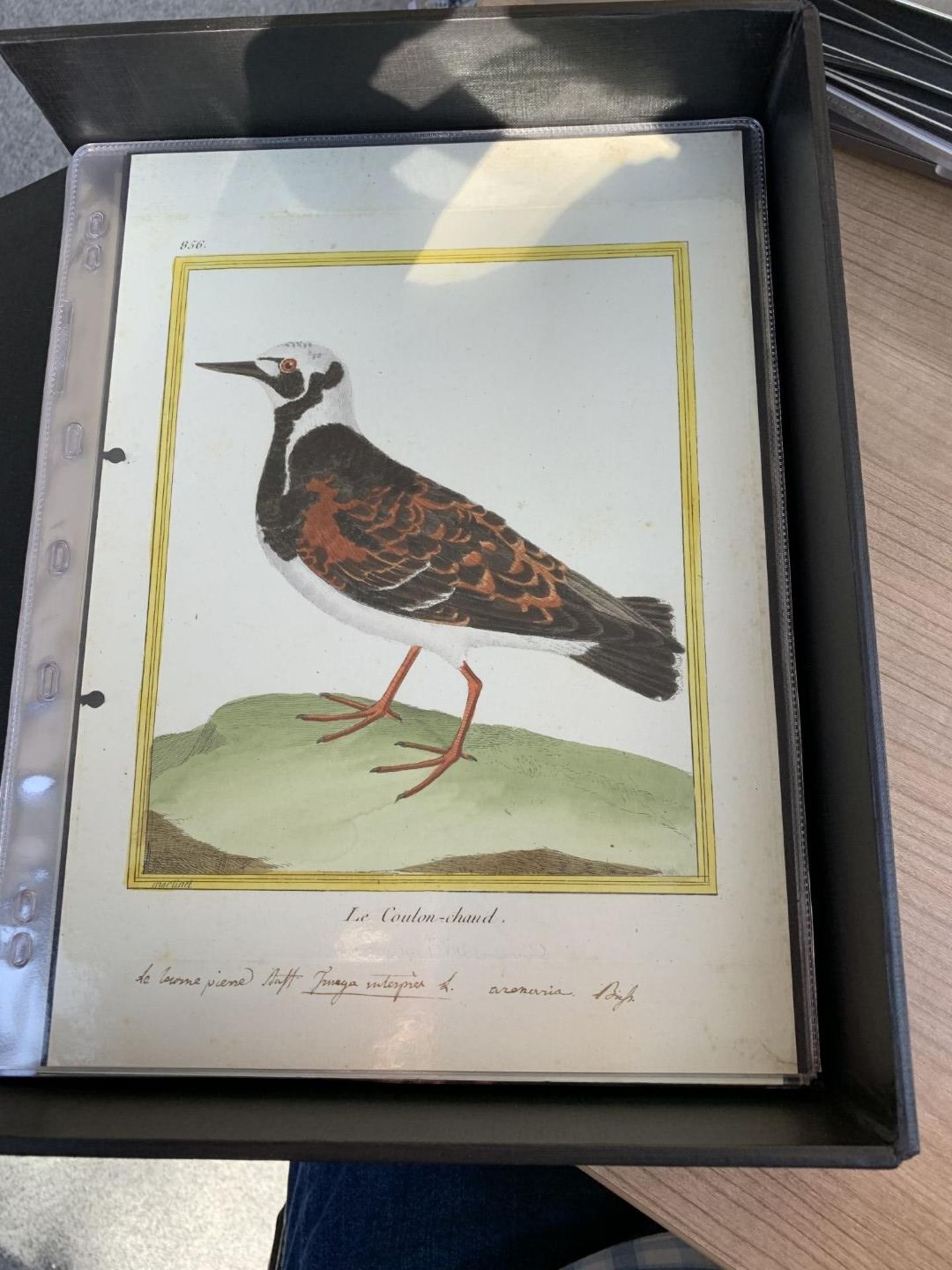 AFTER FRANCOIS-NICOLAS MARTINET (1731-1800), FRENCH BIRD STUDIES - Bild 57 aus 76