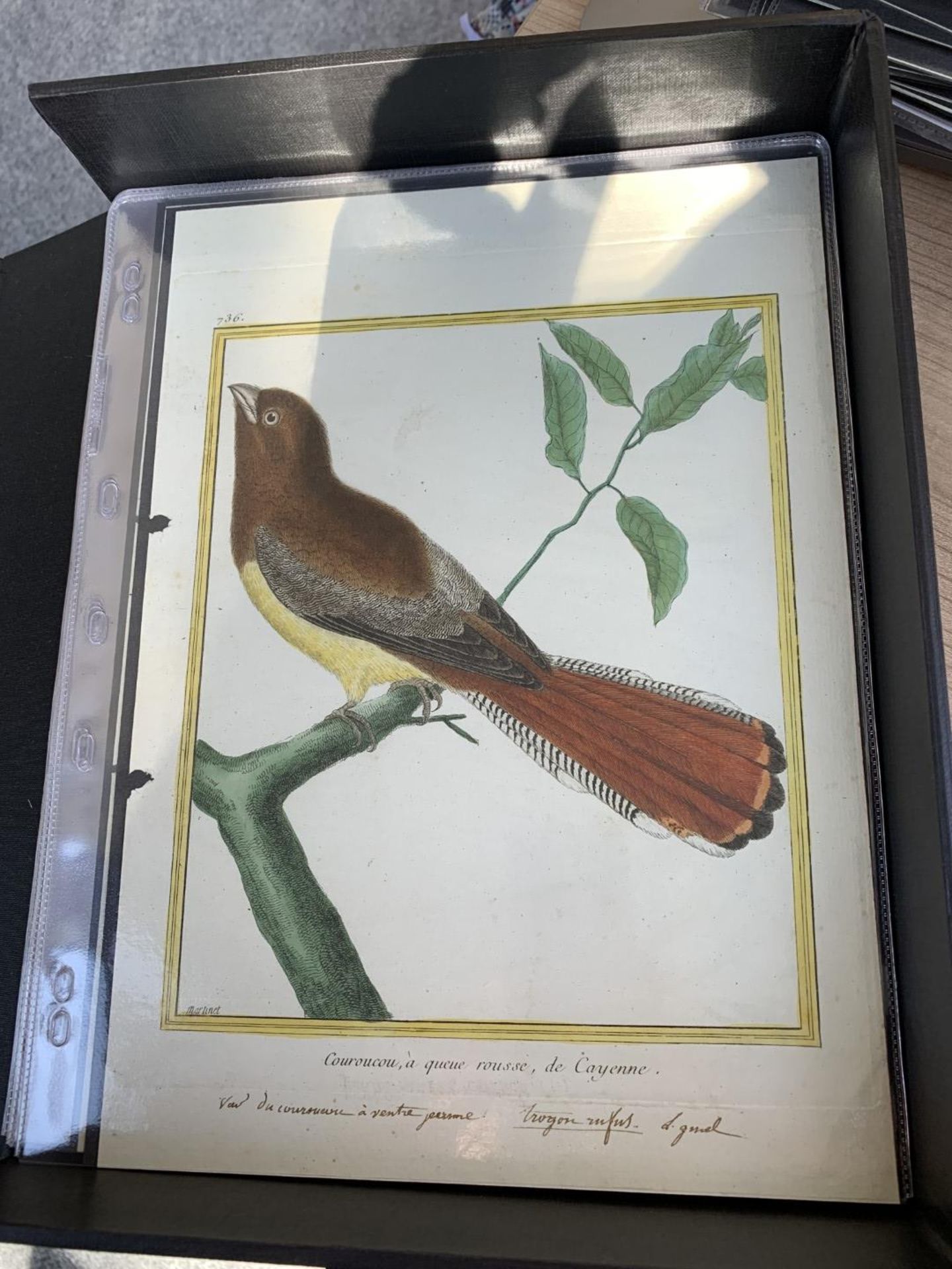 AFTER FRANCOIS-NICOLAS MARTINET (1731-1800), FRENCH BIRD STUDIES - Bild 54 aus 76