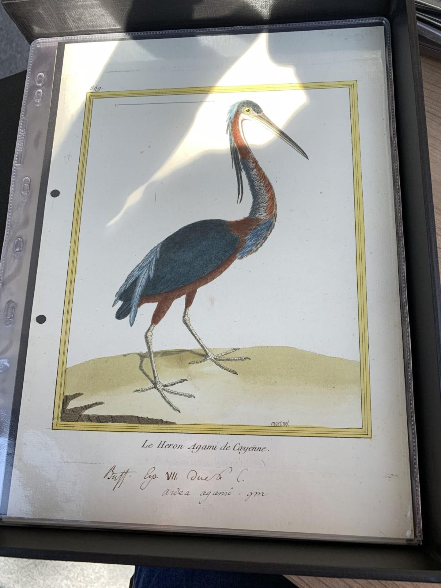 AFTER FRANCOIS-NICOLAS MARTINET (1731-1800), FRENCH BIRD STUDIES - Bild 38 aus 76