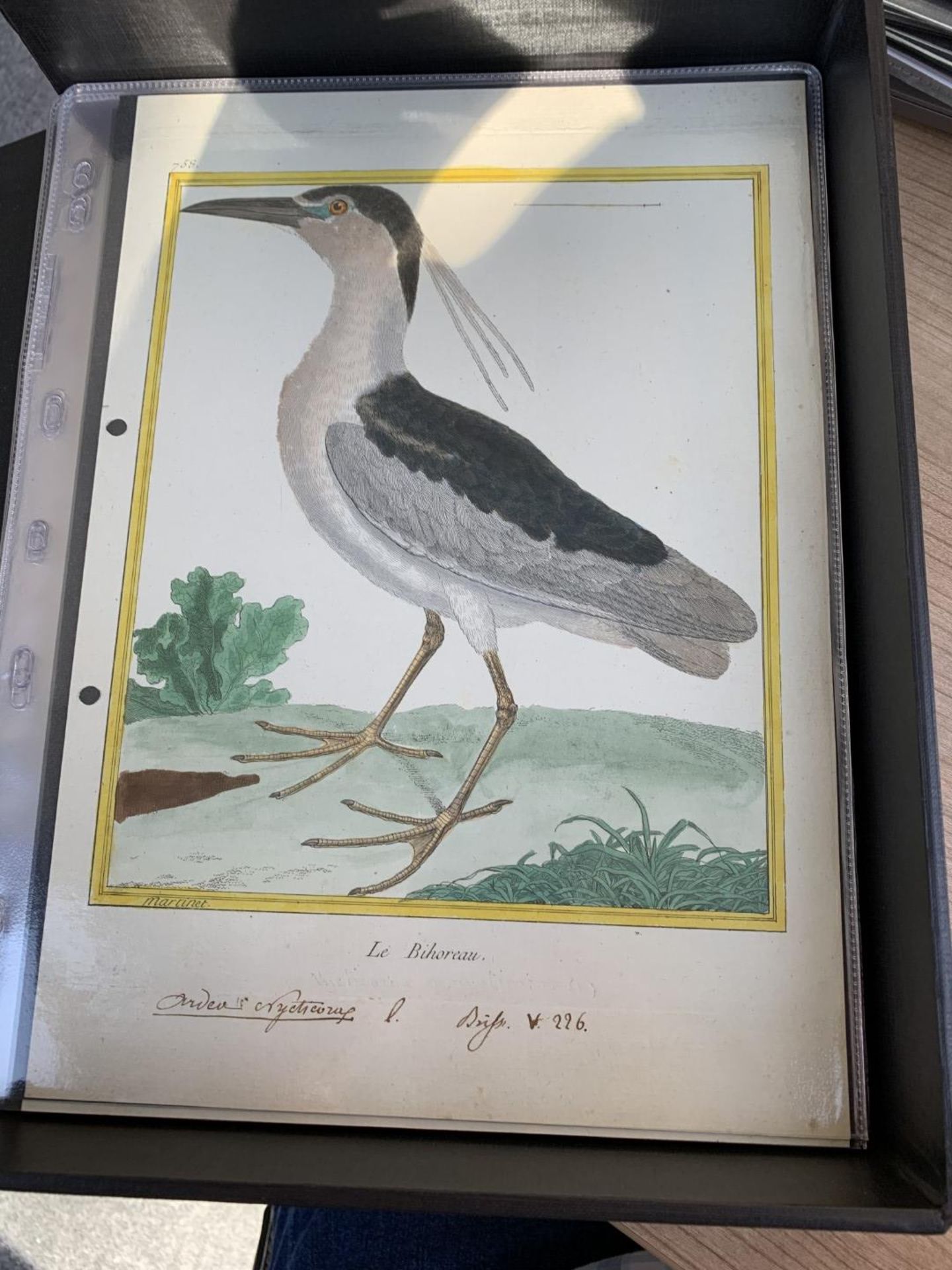 AFTER FRANCOIS-NICOLAS MARTINET (1731-1800), FRENCH BIRD STUDIES - Bild 47 aus 76