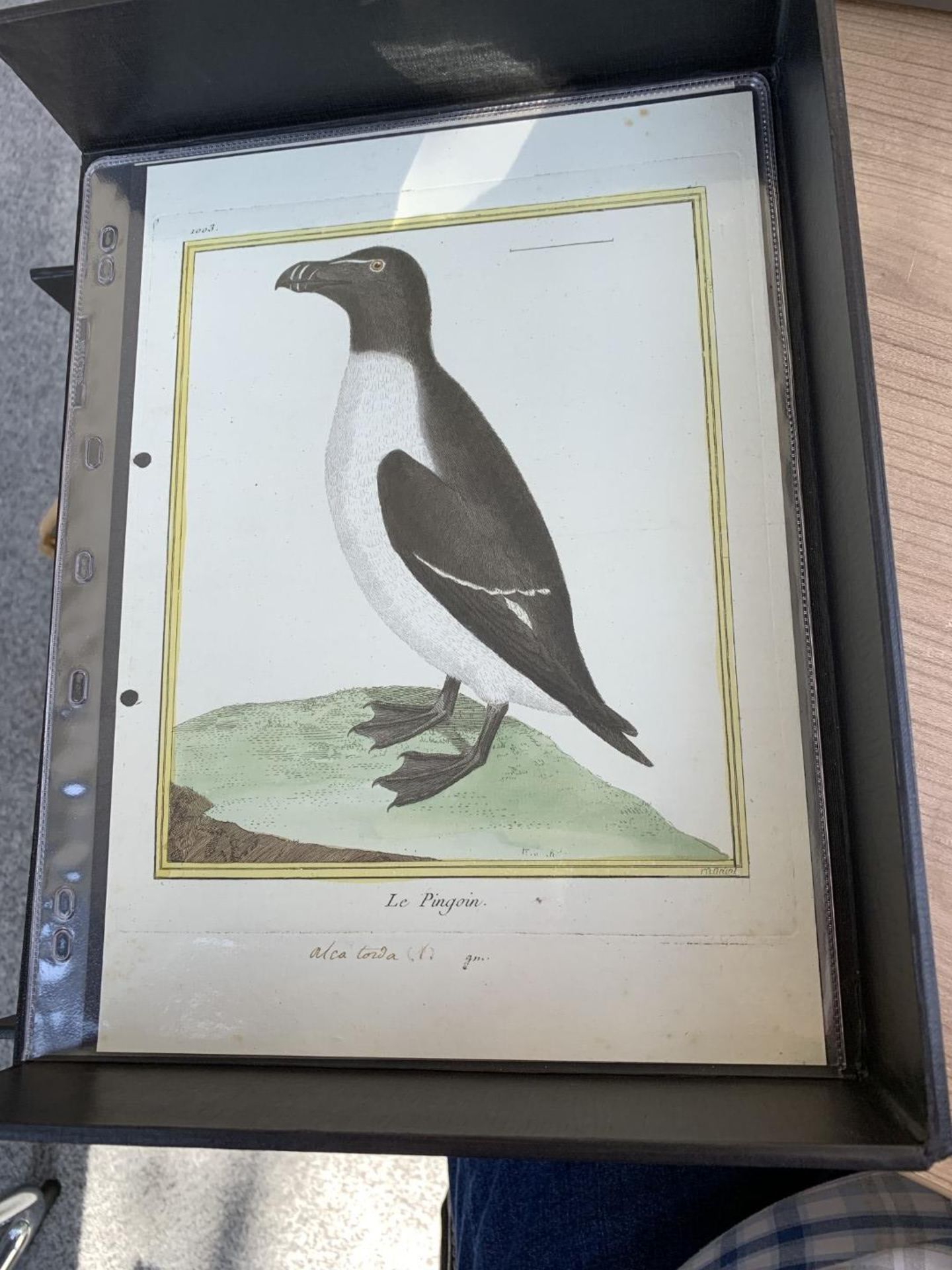 AFTER FRANCOIS-NICOLAS MARTINET (1731-1800), FRENCH BIRD STUDIES - Bild 74 aus 76