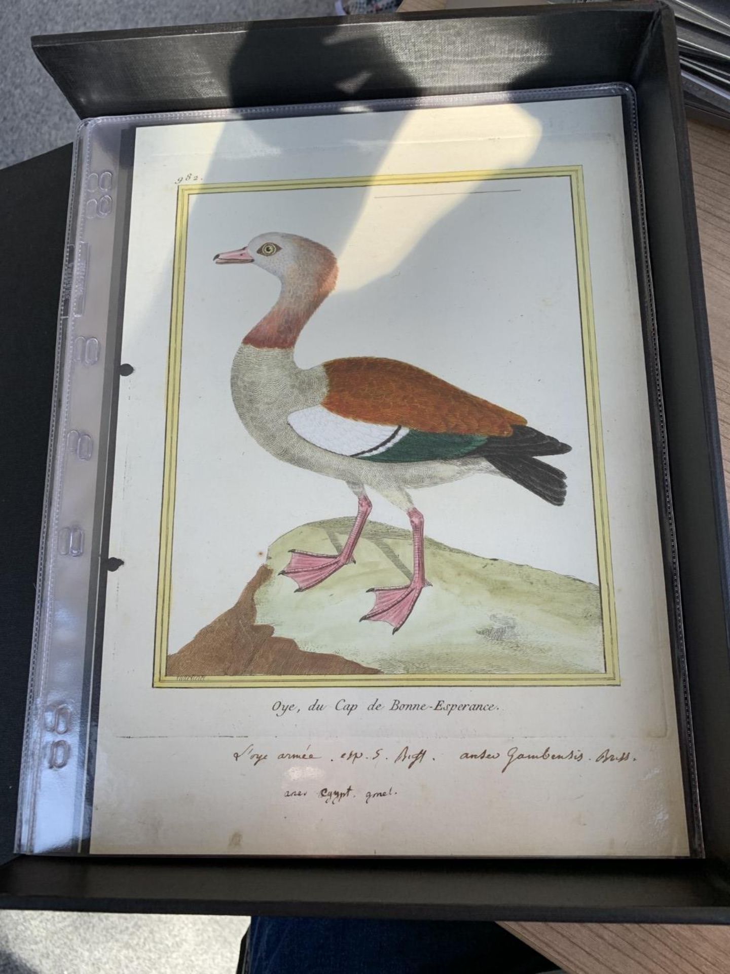 AFTER FRANCOIS-NICOLAS MARTINET (1731-1800), FRENCH BIRD STUDIES - Bild 49 aus 76