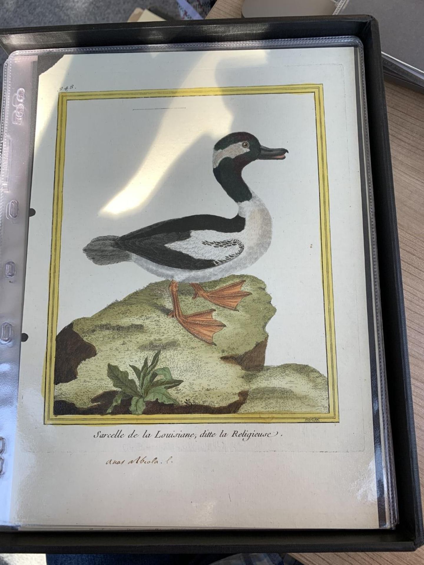 AFTER FRANCOIS-NICOLAS MARTINET (1731-1800), FRENCH BIRD STUDIES - Bild 18 aus 76