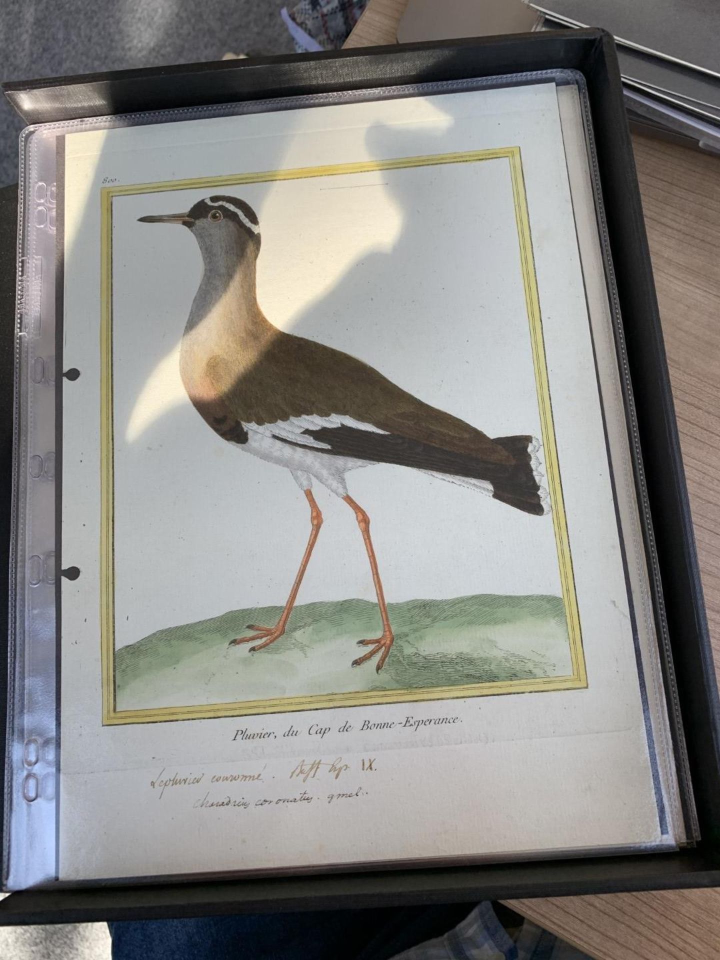 AFTER FRANCOIS-NICOLAS MARTINET (1731-1800), FRENCH BIRD STUDIES - Bild 23 aus 76