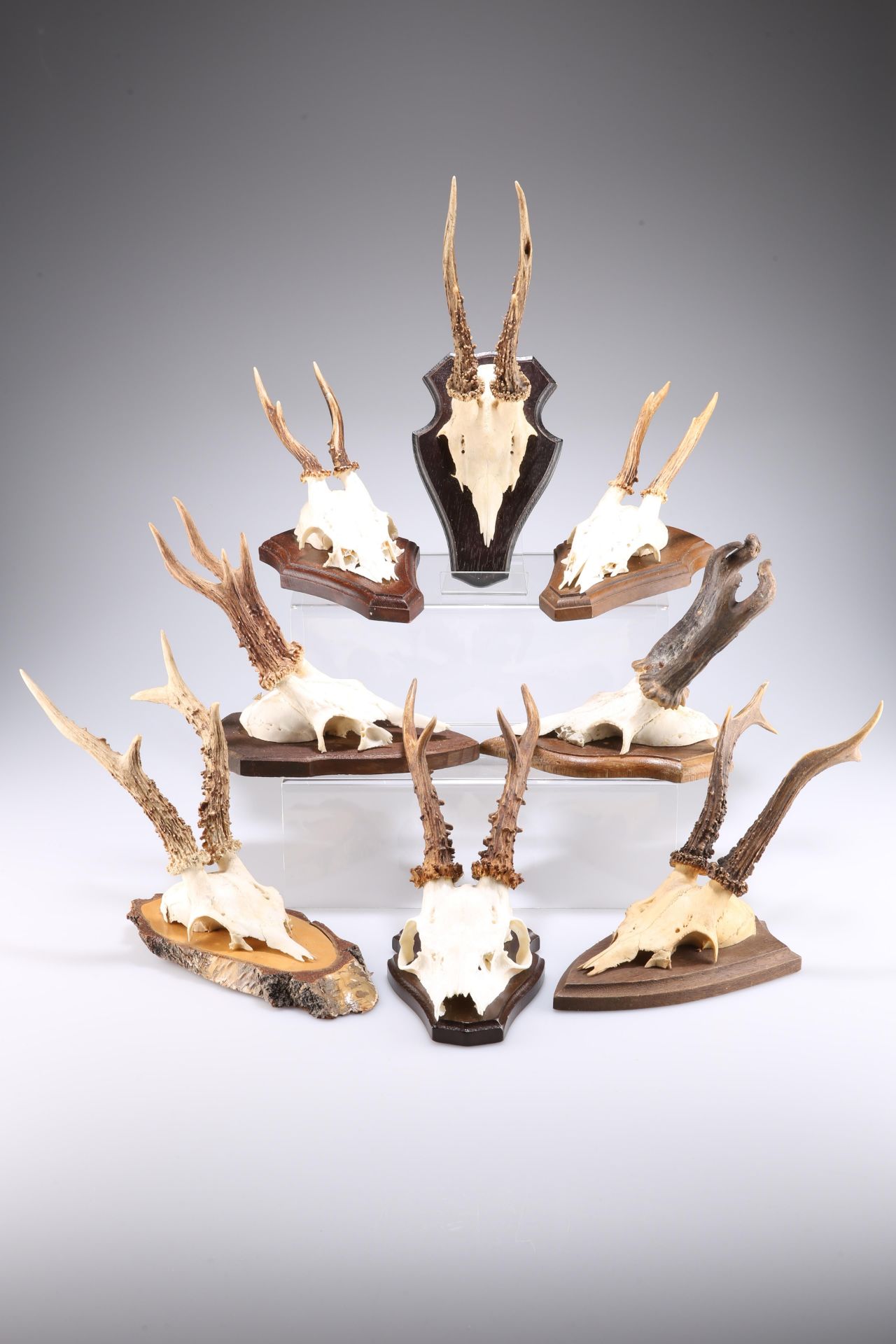 TAXIDERMY: EIGHT SETS OF EUROPEAN ROEBUCK ANTLERS