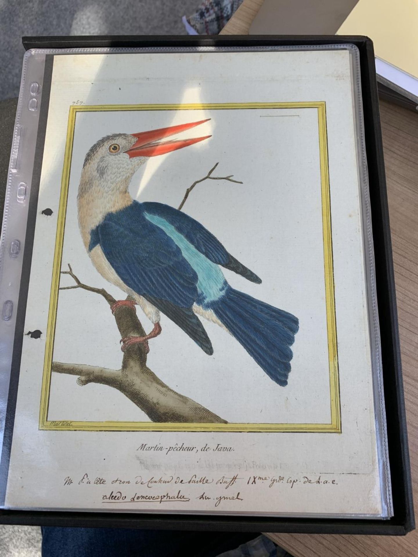 AFTER FRANCOIS-NICOLAS MARTINET (1731-1800), FRENCH BIRD STUDIES - Bild 6 aus 76