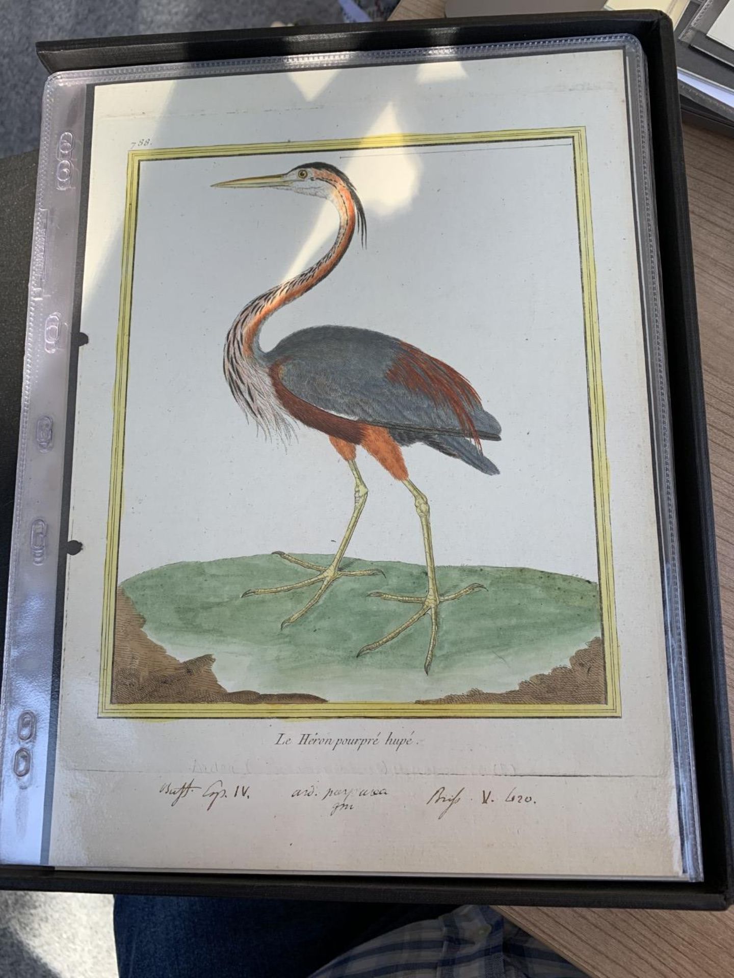 AFTER FRANCOIS-NICOLAS MARTINET (1731-1800), FRENCH BIRD STUDIES - Bild 10 aus 76