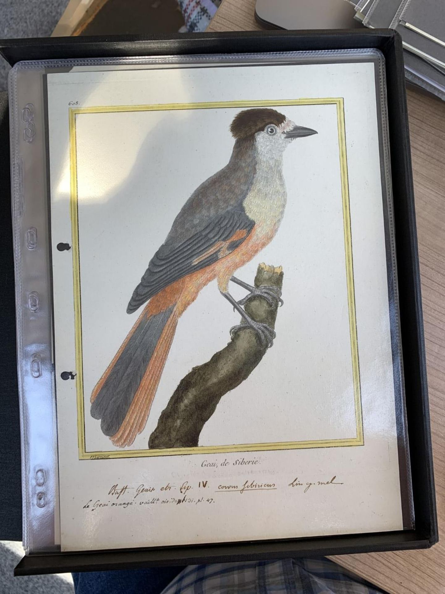 AFTER FRANCOIS-NICOLAS MARTINET (1731-1800), FRENCH BIRD STUDIES - Bild 17 aus 76