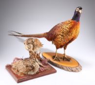 TAXIDERMY: A PHEASANT, on a wooden base; together with TWO WOODCOCKS