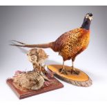 TAXIDERMY: A PHEASANT, on a wooden base; together with TWO WOODCOCKS