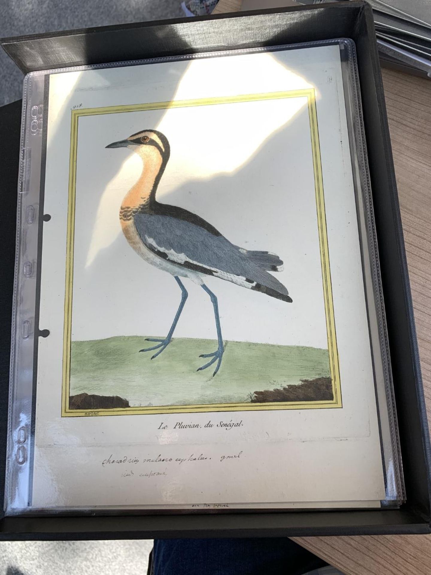 AFTER FRANCOIS-NICOLAS MARTINET (1731-1800), FRENCH BIRD STUDIES - Bild 35 aus 76