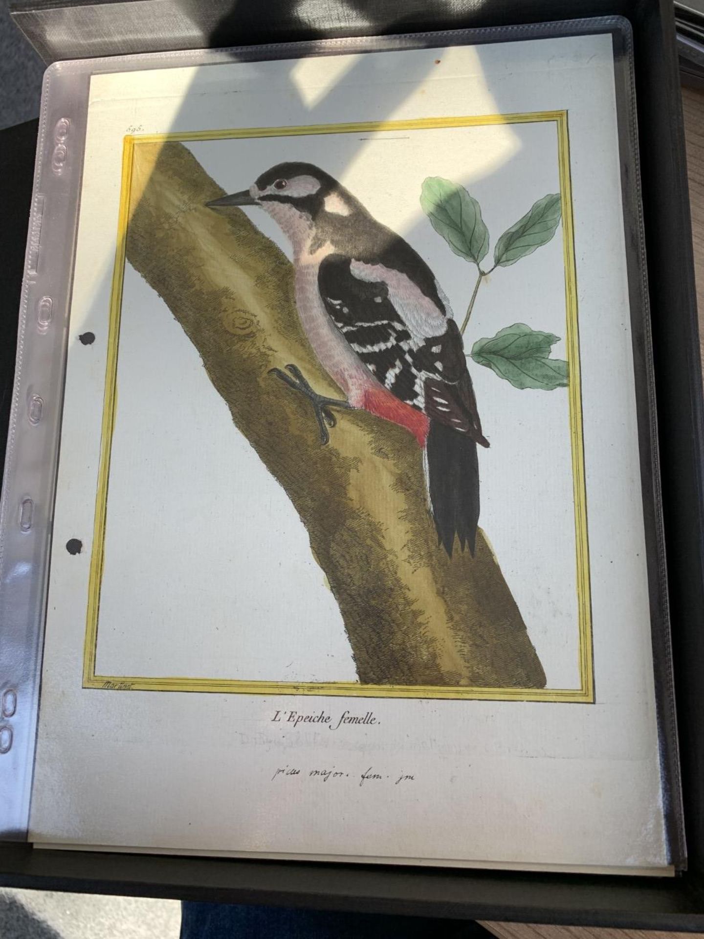 AFTER FRANCOIS-NICOLAS MARTINET (1731-1800), FRENCH BIRD STUDIES - Bild 30 aus 76