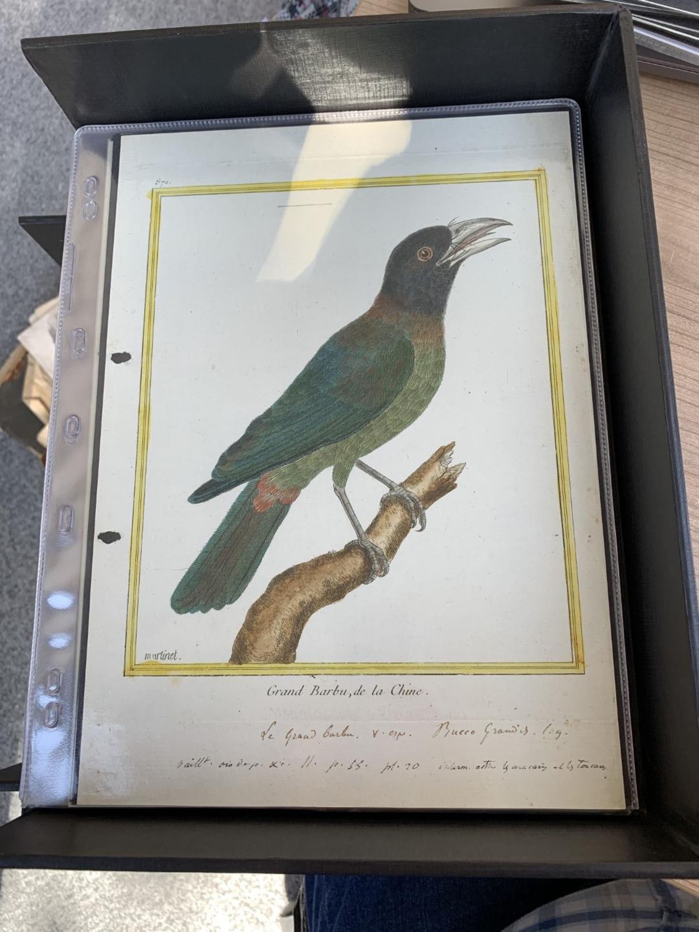 AFTER FRANCOIS-NICOLAS MARTINET (1731-1800), FRENCH BIRD STUDIES - Bild 61 aus 76