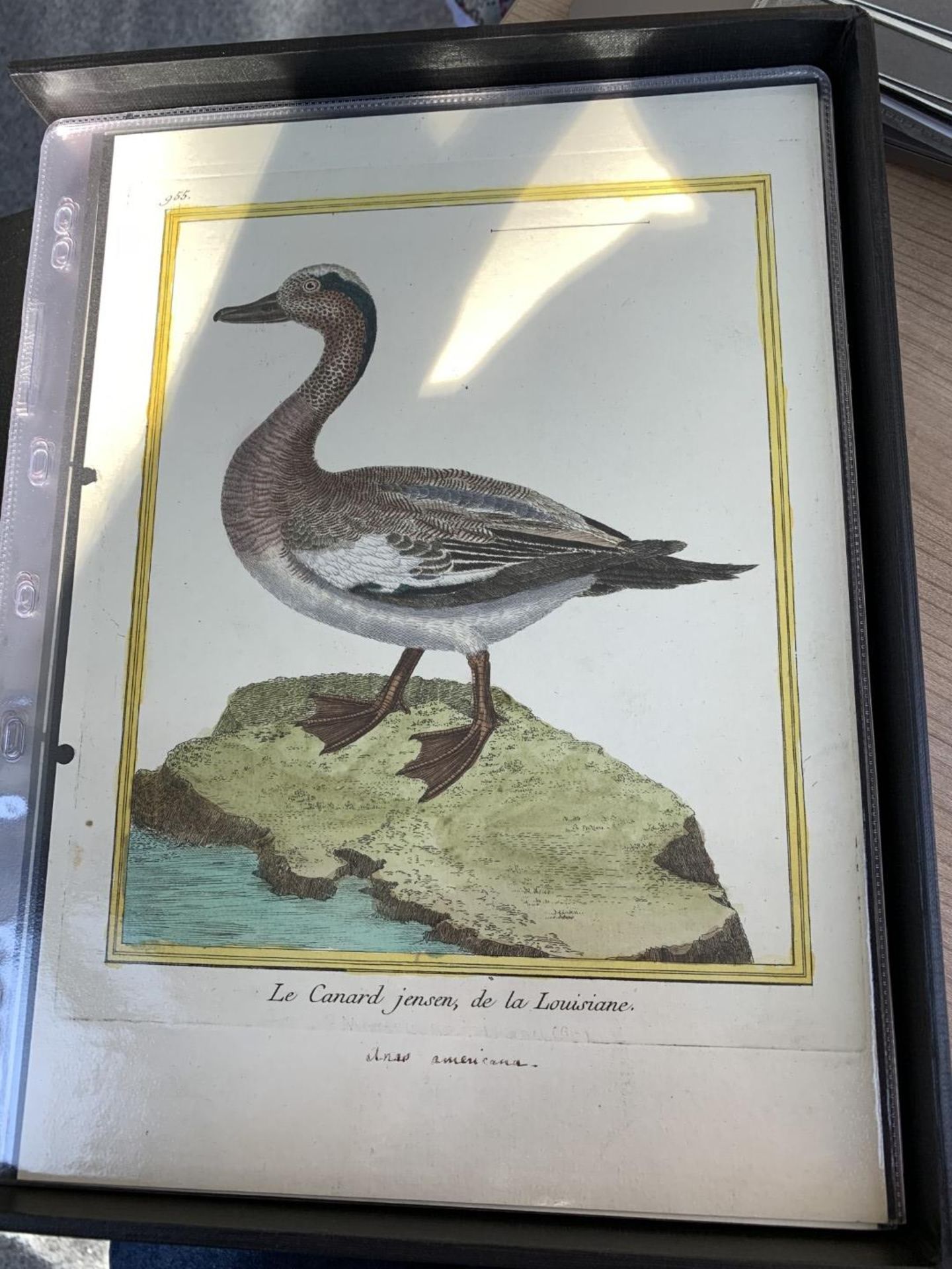 AFTER FRANCOIS-NICOLAS MARTINET (1731-1800), FRENCH BIRD STUDIES - Bild 21 aus 76