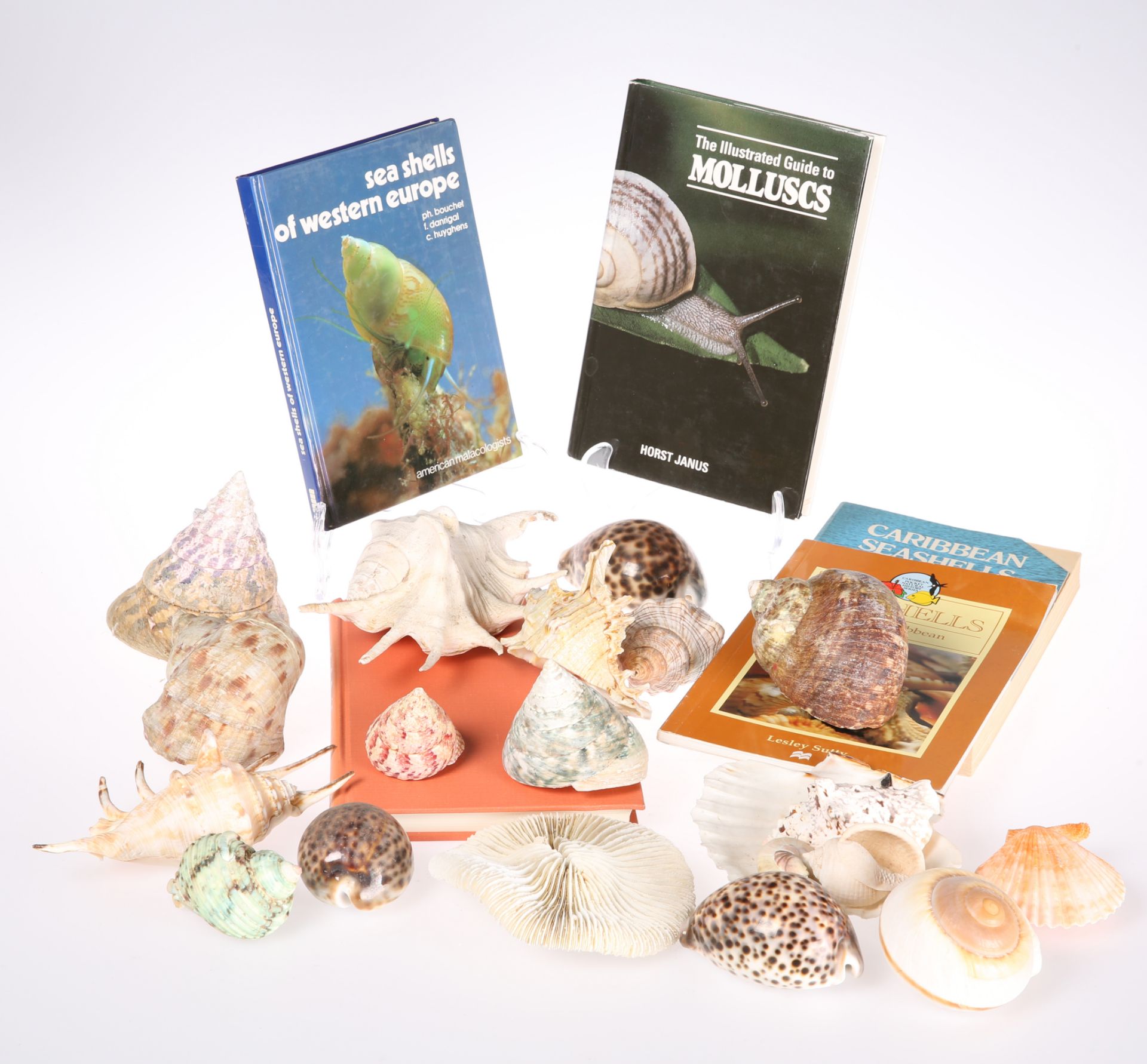 A COLLECTION OF SHELLS, FOSSILS AND BOOKS ON THE SUBJECT