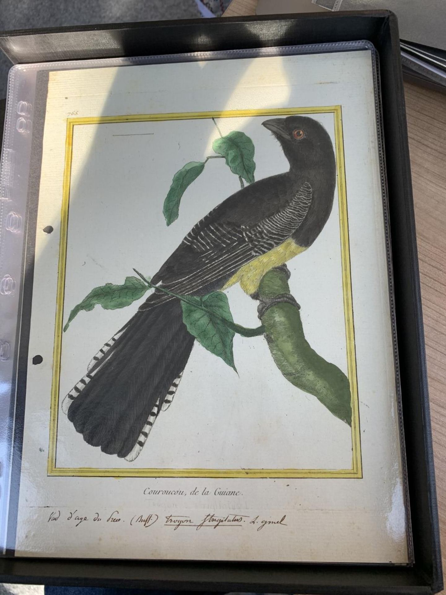 AFTER FRANCOIS-NICOLAS MARTINET (1731-1800), FRENCH BIRD STUDIES - Bild 26 aus 76