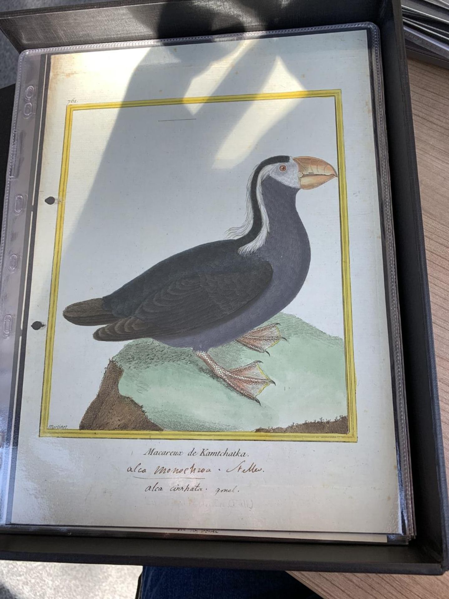 AFTER FRANCOIS-NICOLAS MARTINET (1731-1800), FRENCH BIRD STUDIES - Bild 34 aus 76