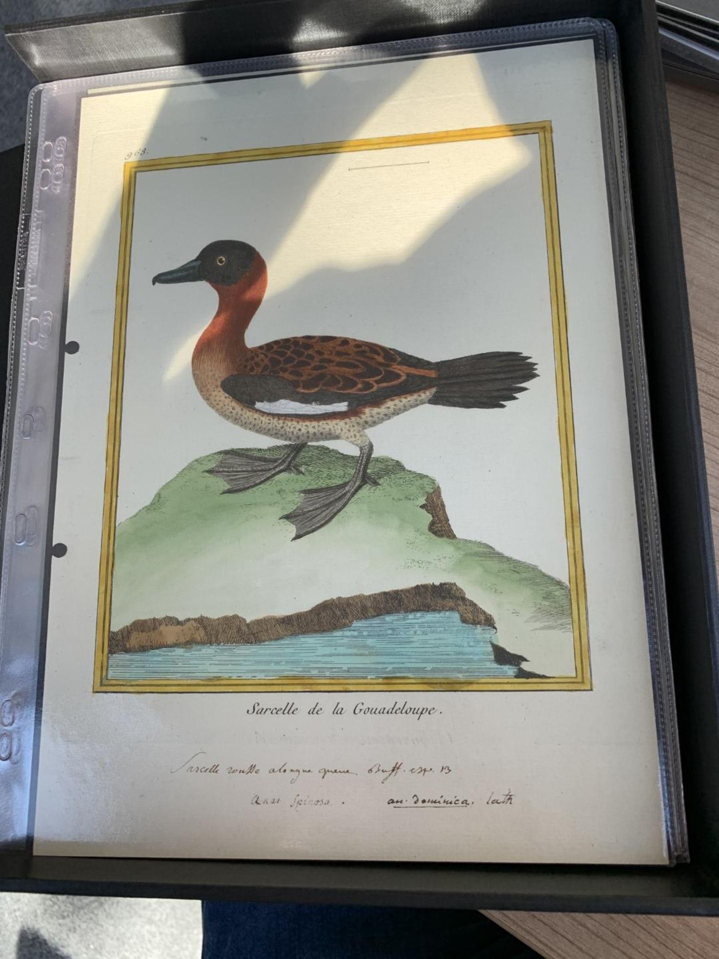 AFTER FRANCOIS-NICOLAS MARTINET (1731-1800), FRENCH BIRD STUDIES - Bild 31 aus 76