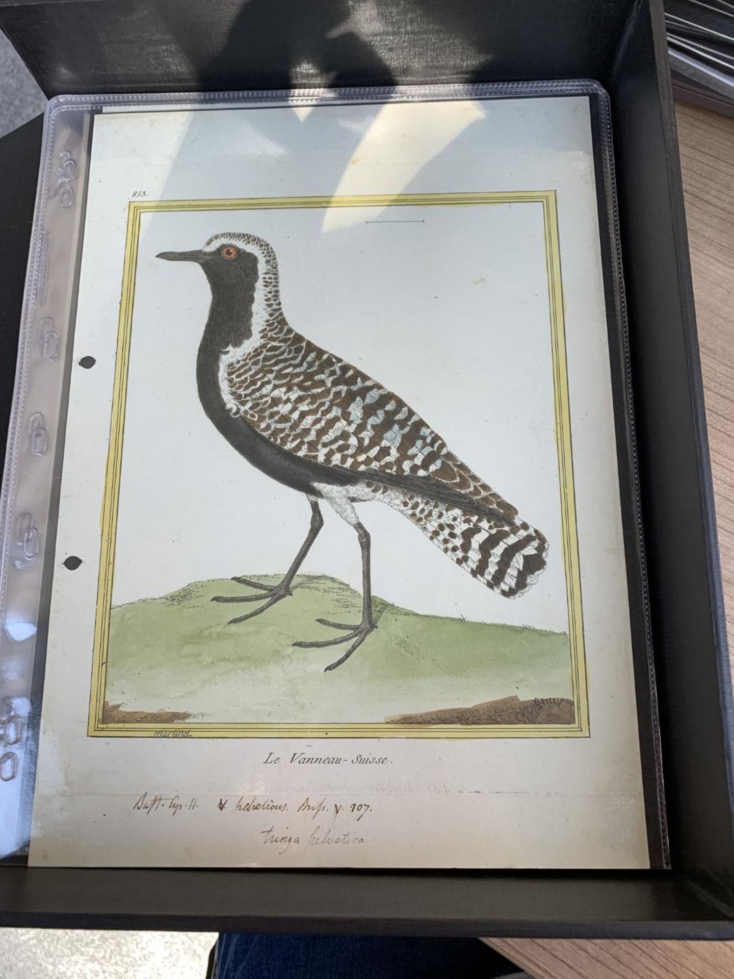 AFTER FRANCOIS-NICOLAS MARTINET (1731-1800), FRENCH BIRD STUDIES - Bild 59 aus 76