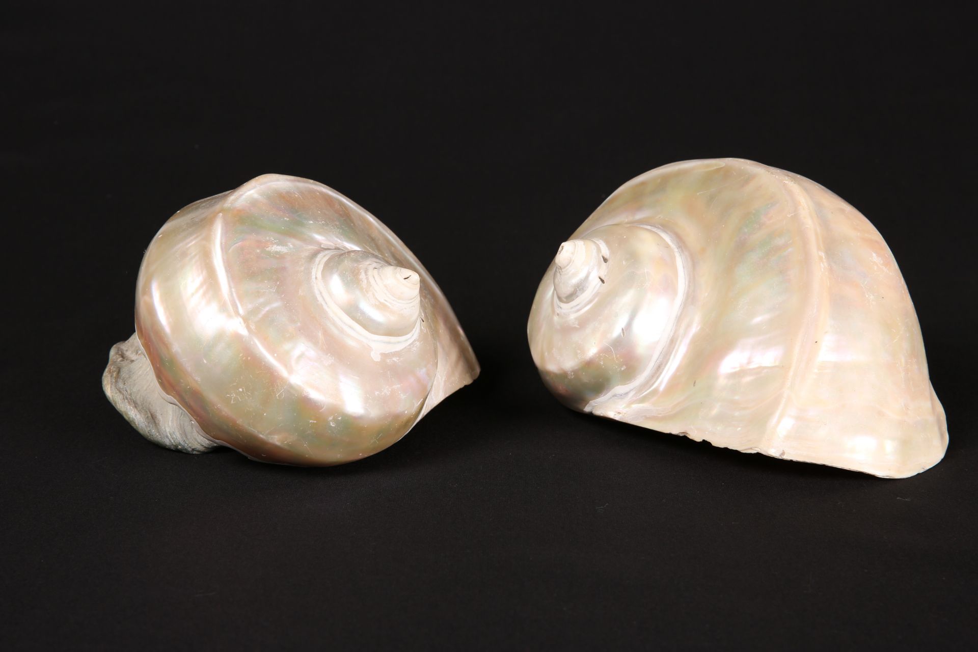 TWO NAUTILUS SHELLS - Bild 2 aus 2