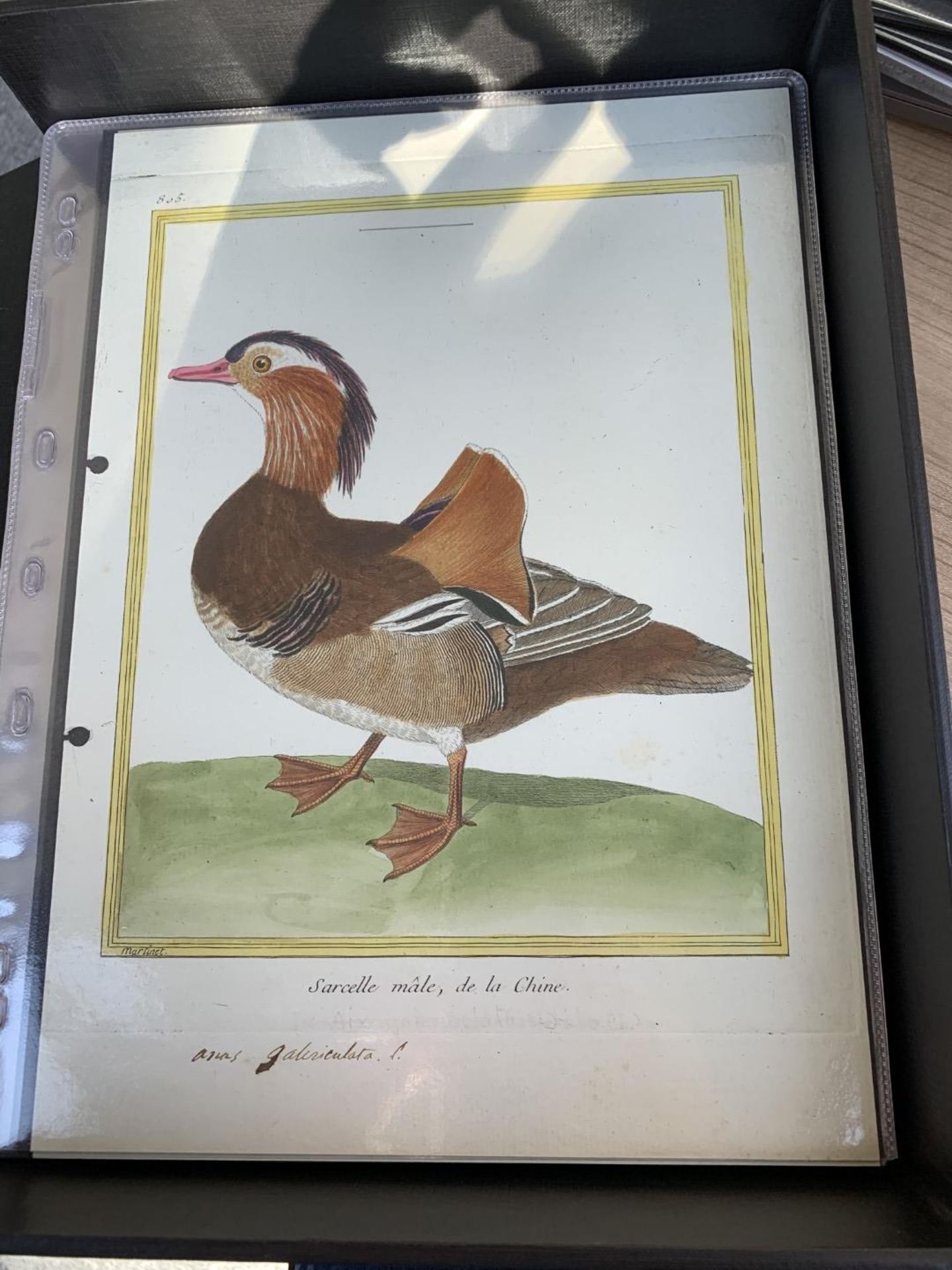 AFTER FRANCOIS-NICOLAS MARTINET (1731-1800), FRENCH BIRD STUDIES - Bild 52 aus 76