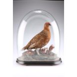 TAXIDERMY: A RED GROUSE