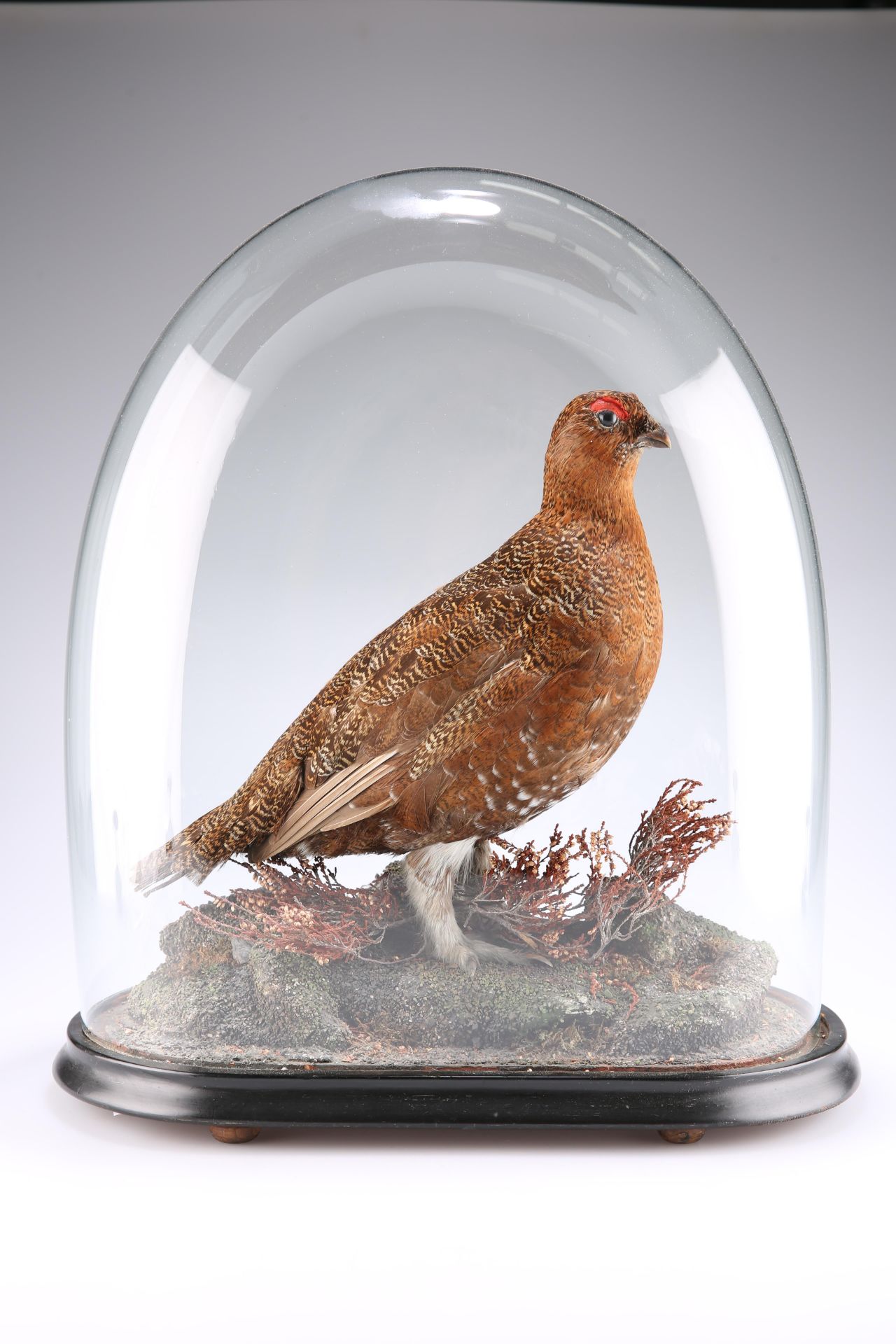TAXIDERMY: A RED GROUSE