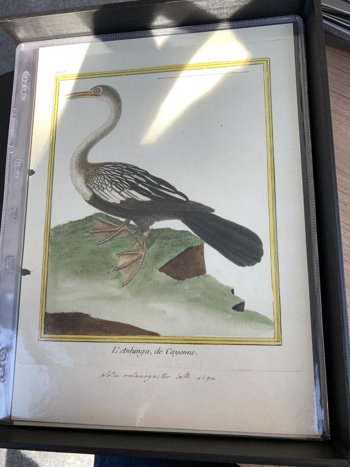 AFTER FRANCOIS-NICOLAS MARTINET (1731-1800), FRENCH BIRD STUDIES - Bild 32 aus 76