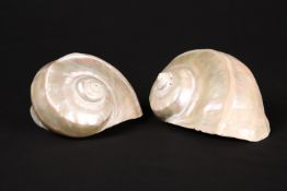 TWO NAUTILUS SHELLS