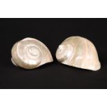 TWO NAUTILUS SHELLS