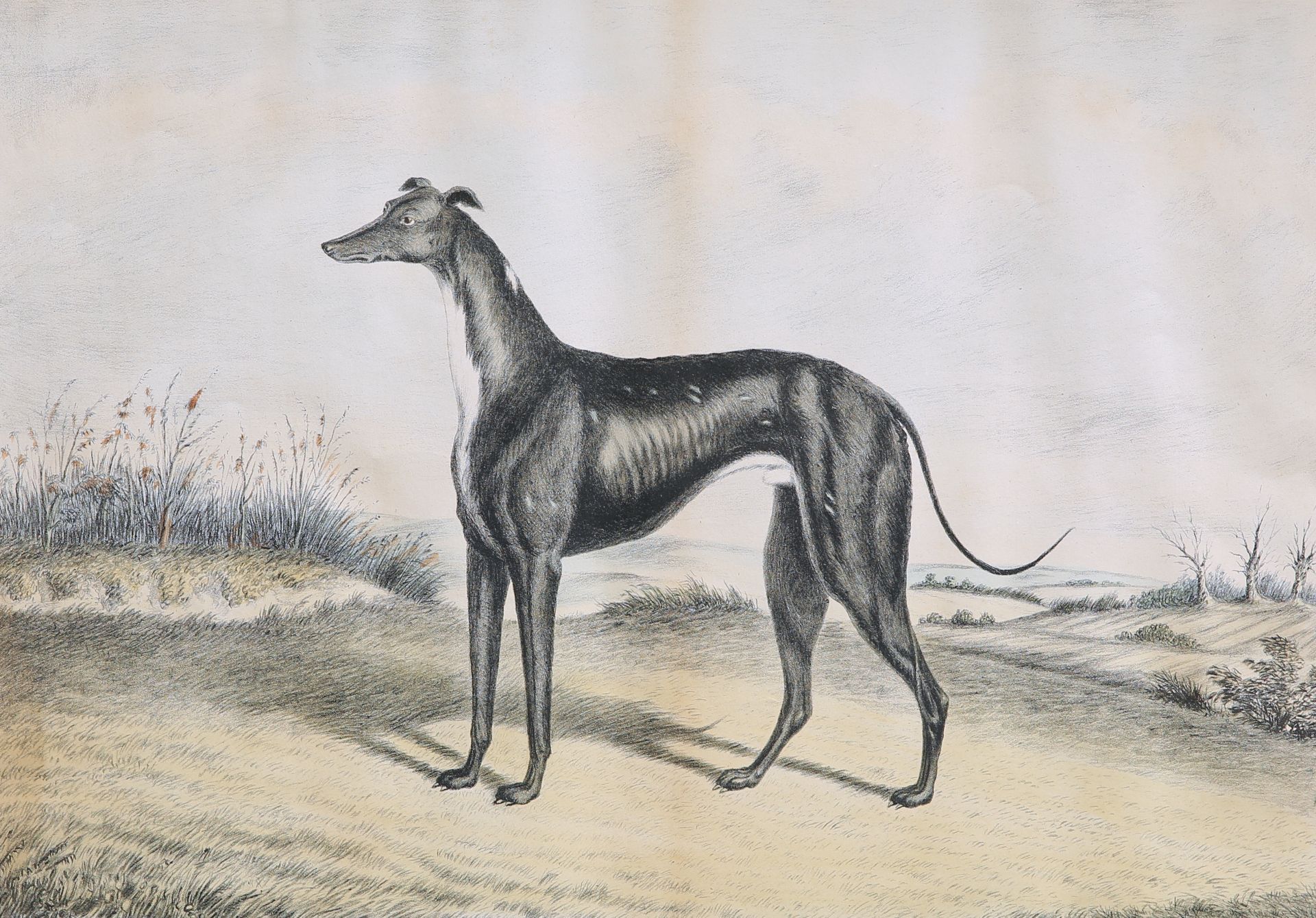 A GROUP OF FIVE 19TH CENTURY HAND-COLOURED ENGRAVINGS OF GREYHOUNDS, including "Waterloo Cup - Bild 9 aus 10