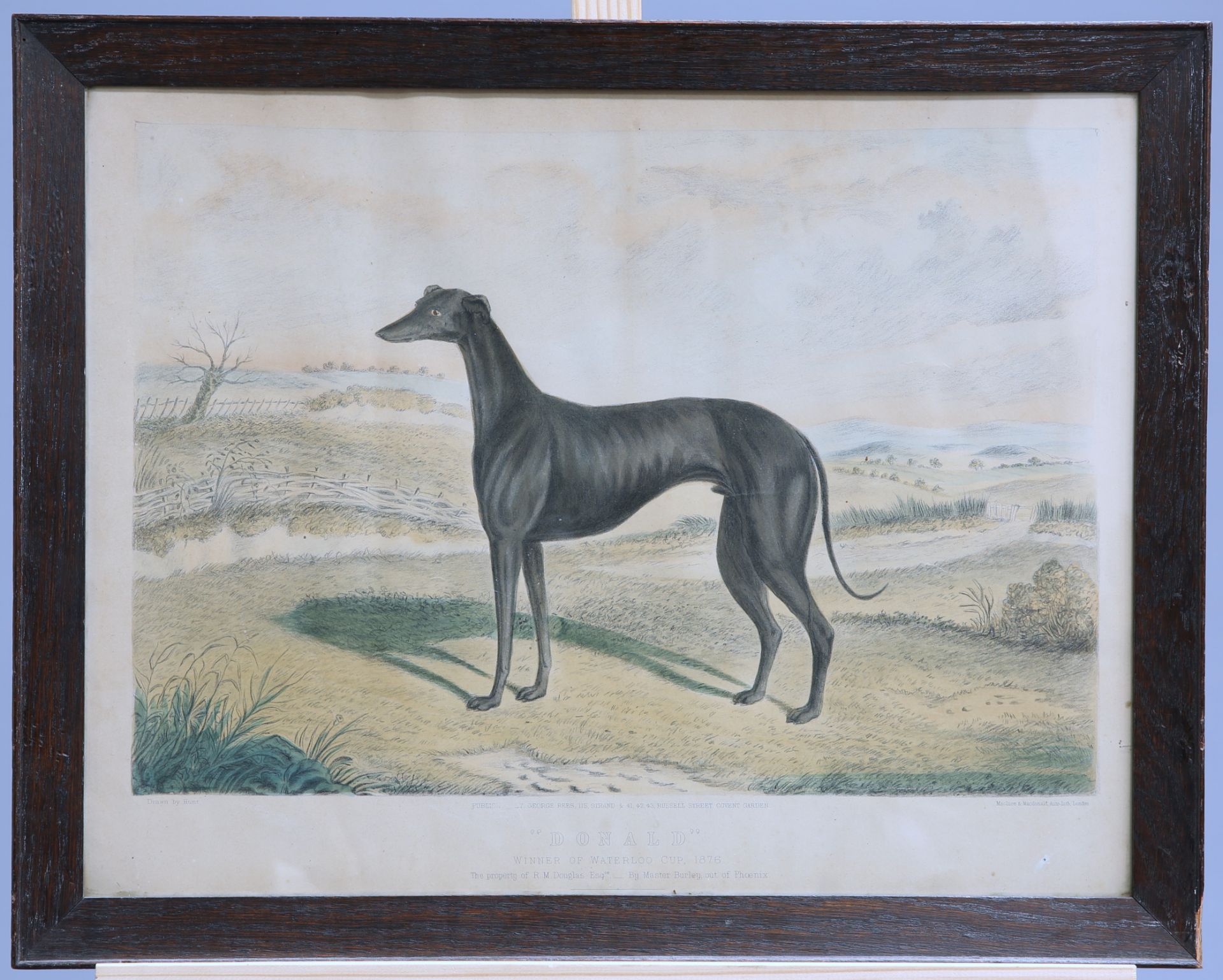 A GROUP OF FIVE 19TH CENTURY HAND-COLOURED ENGRAVINGS OF GREYHOUNDS, including "Waterloo Cup - Bild 6 aus 10