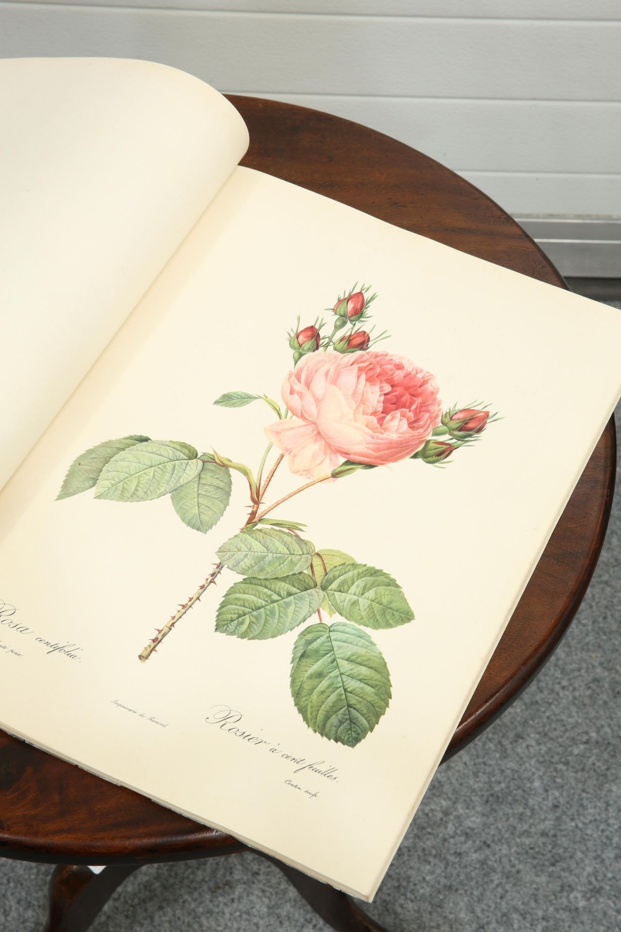 ~ PIERRE-JOSEPH REDOUTE, ROSES, The Ariel Press, pub. 1954; together with A MAPLE FRAMED BOTANICAL - Bild 3 aus 6