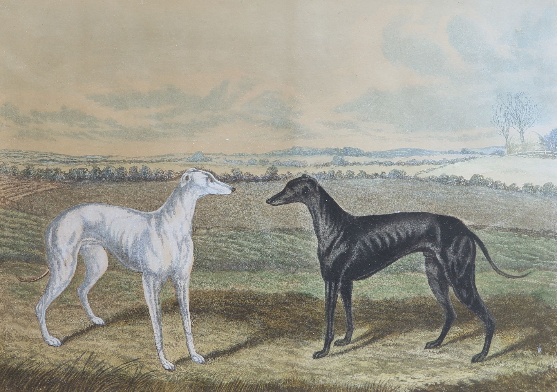 A GROUP OF FIVE 19TH CENTURY HAND-COLOURED ENGRAVINGS OF GREYHOUNDS, including "Waterloo Cup - Bild 3 aus 10