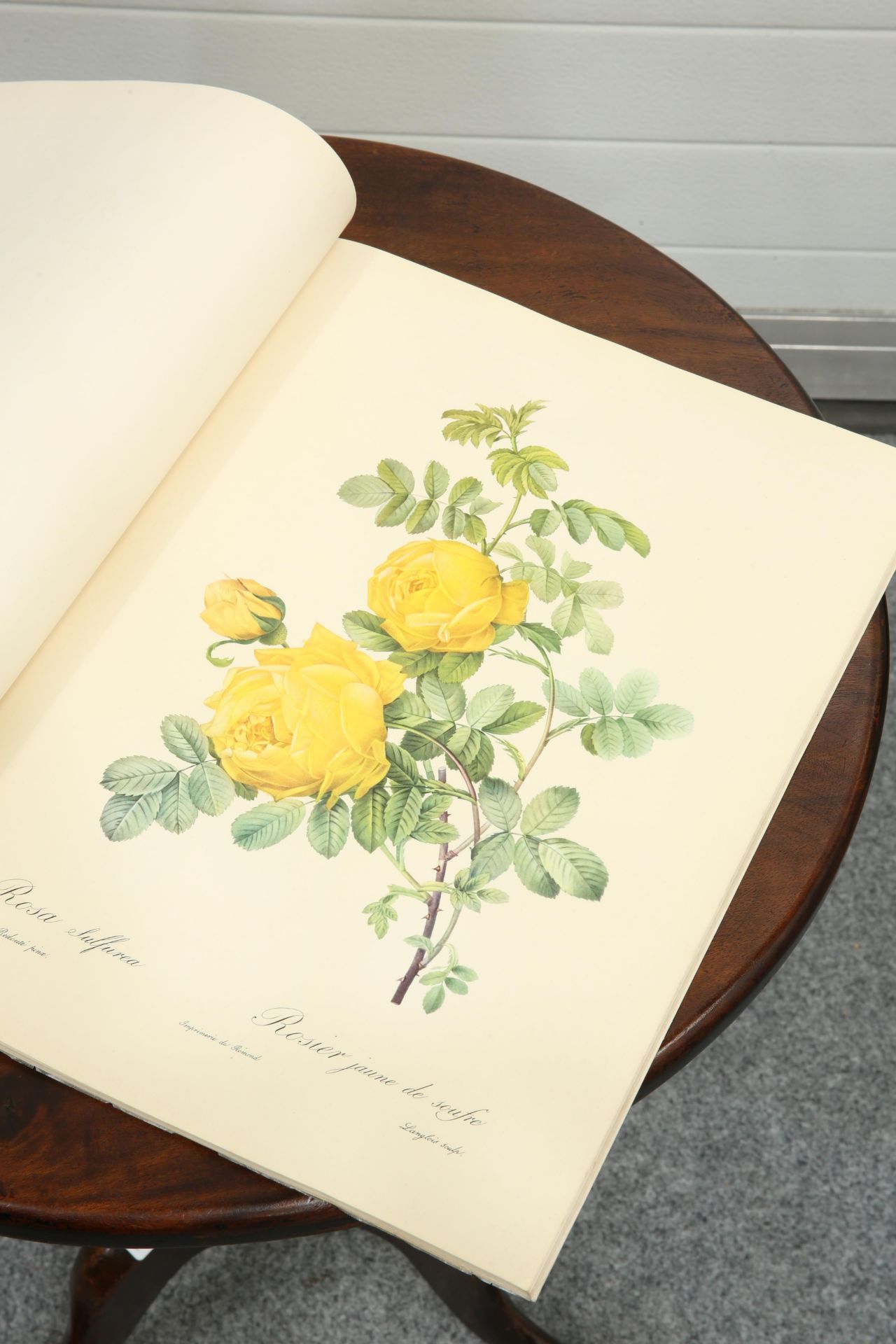 ~ PIERRE-JOSEPH REDOUTE, ROSES, The Ariel Press, pub. 1954; together with A MAPLE FRAMED BOTANICAL - Bild 4 aus 6