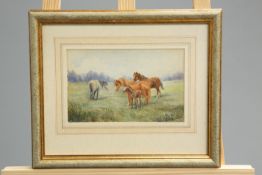 THOMAS ROWDEN (1842-1926), HORSES IN A MEADOW, signed lower right, watercolour, framed. 15cm by 24.