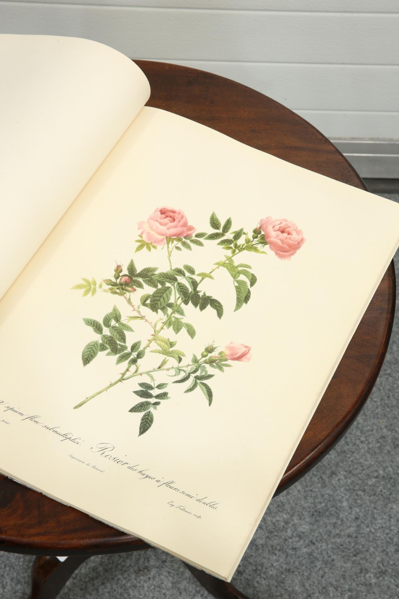 ~ PIERRE-JOSEPH REDOUTE, ROSES, The Ariel Press, pub. 1954; together with A MAPLE FRAMED BOTANICAL - Bild 6 aus 6